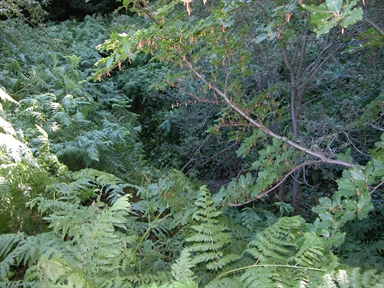 Fonte santa Maria del Chiarino, Colle, Arquata del Tronto, AP - Fonte orale: Terapeutica, Sorgente