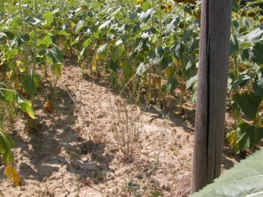 Forche di Tenna, Forche di Tenna, Belmonte Piceno, FM - Fonte orale: Luoghi dell'immaginario, Ricerca del tesoro