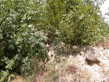 Roccolo, Gabbiano, Comunanza, AP - Fonte orale: Civile, Tecnica di caccia