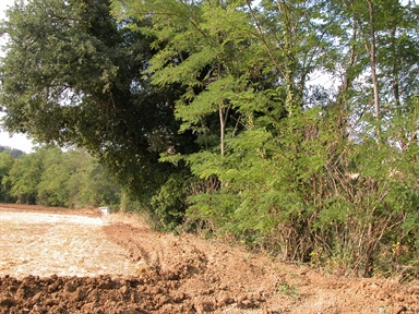 Quercia Formicosa, Piane di Falerone, Falerone, FM - Fonte orale: Terapeutica, Quercia