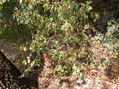 Chiesa di san Lorenzo, San Lorenzo, Massa Fermana, FM - Fonte orale: Luoghi leggendari, Ricerca del tesoro