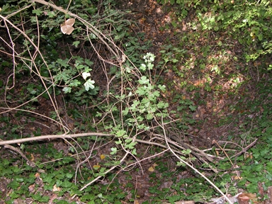 Pantano, Fonte Corata, Massa Fermana, FM - Fonte orale: Civile, Attività Produttiva