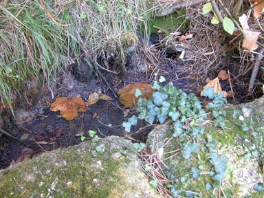 Fonte di San Giovanni, Cerretana, Montefortino, FM - Fonte orale: Terapeutica, Sorgente