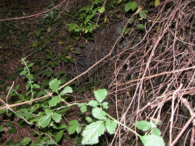 Acqua Salata, Uscerno, Montegallo, AP - Fonte orale: Civile, Sorgente