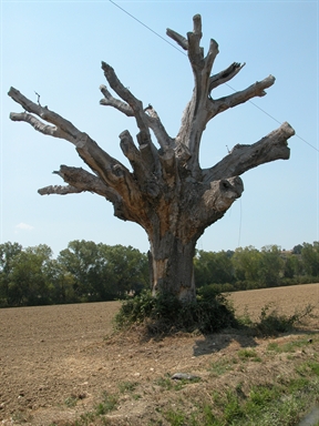 Quercia Bella, Piane di Montegiorgio, Montegiorgio, FM - Fonte orale: Luoghi dell'Immaginario, Paura