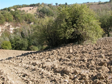 Lu Pantà, Cataluccia, Monte Vidon Corrado, FM - Fonte orale: Civile, Accessoro produttivo