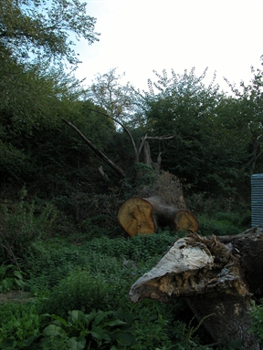 Quercia di san Francesco, Poggio Canoso, Rotella, AP - Fonte orale: Terapeutica, Albero