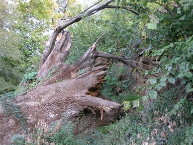 Quercia di san Francesco, Poggio Canoso, Rotella, AP - Fonte orale: Terapeutica, Albero