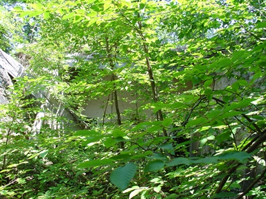 Chiesa di S. Lorenzo