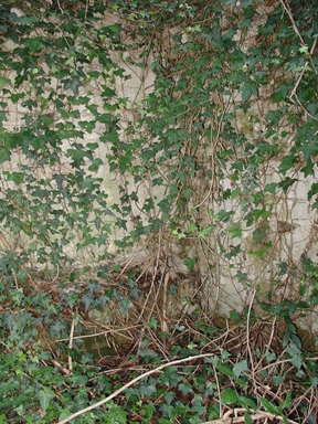 Fonte di Moregnano