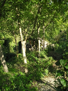 Molino Gulla
