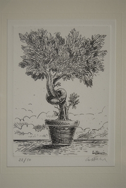 Albero in vaso