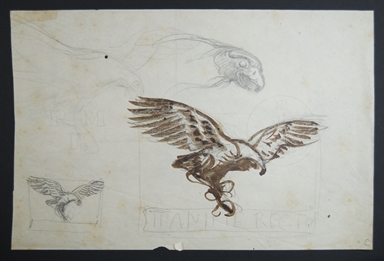 studio di rapace in volo