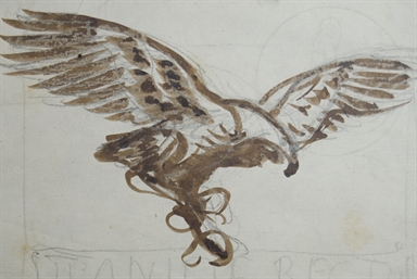 studio di rapace in volo