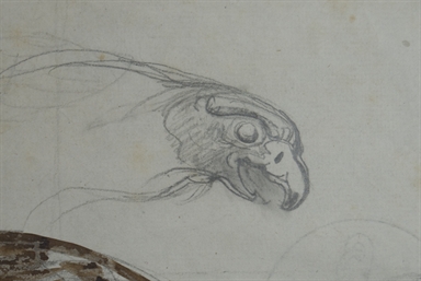 studio di rapace in volo