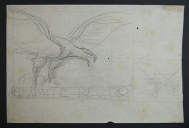 studio di rapace in volo