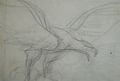 studio di rapace in volo
