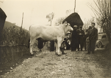 Foto di un toro e alcuni uomini all'interno della colonia Simonelli