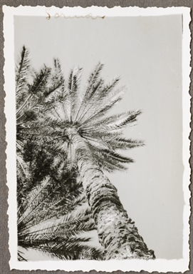 Palma in un'oasi di Sorman