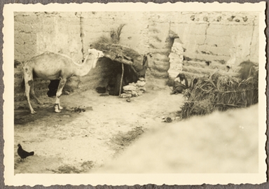 Veduta di un cammello e figure maschili