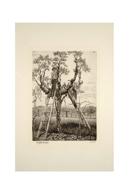 Potatura